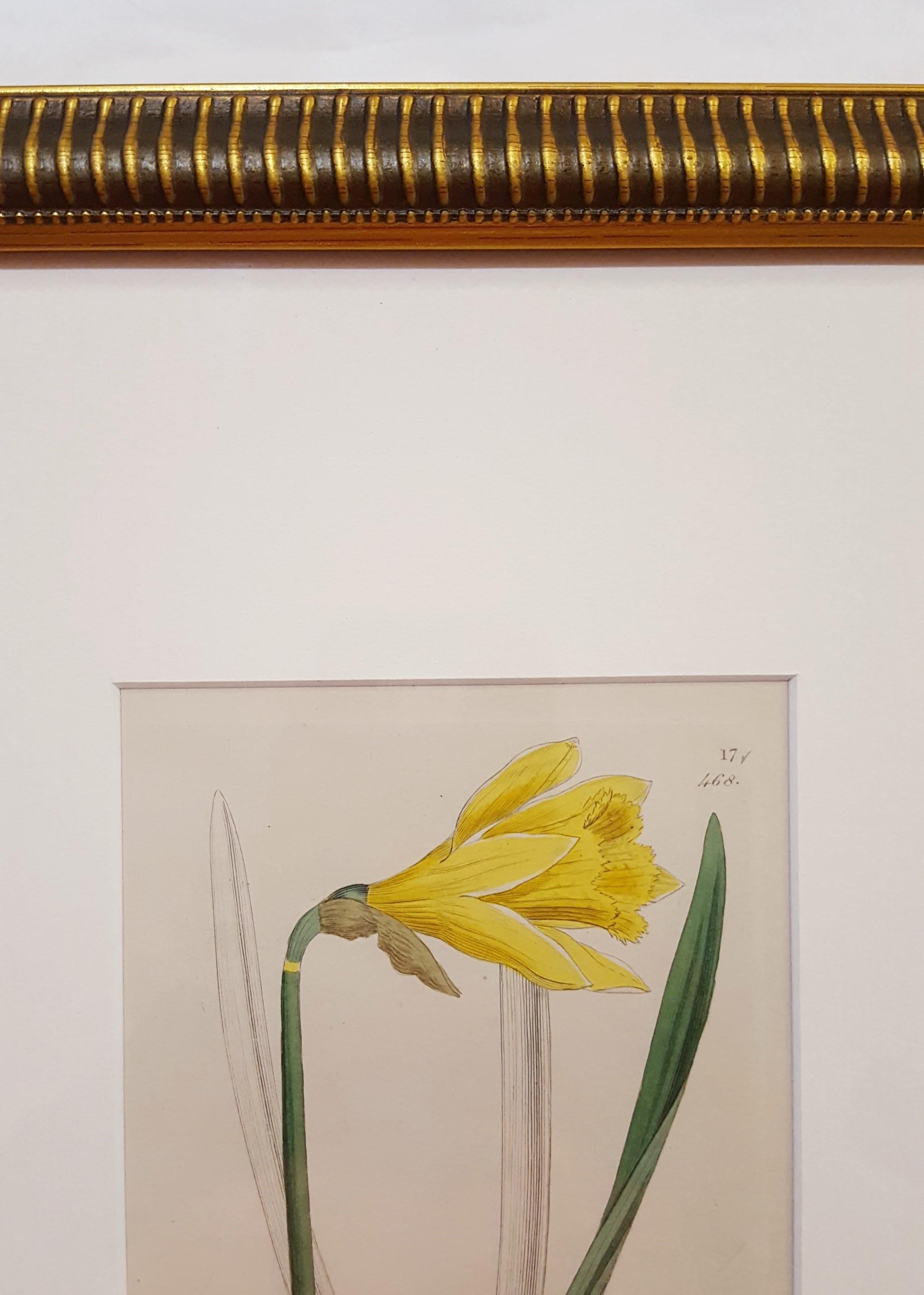Narcifsus Pseudo-Narcifsus (Wild Daffodil) /// Botanical Botany James Sowerby  3