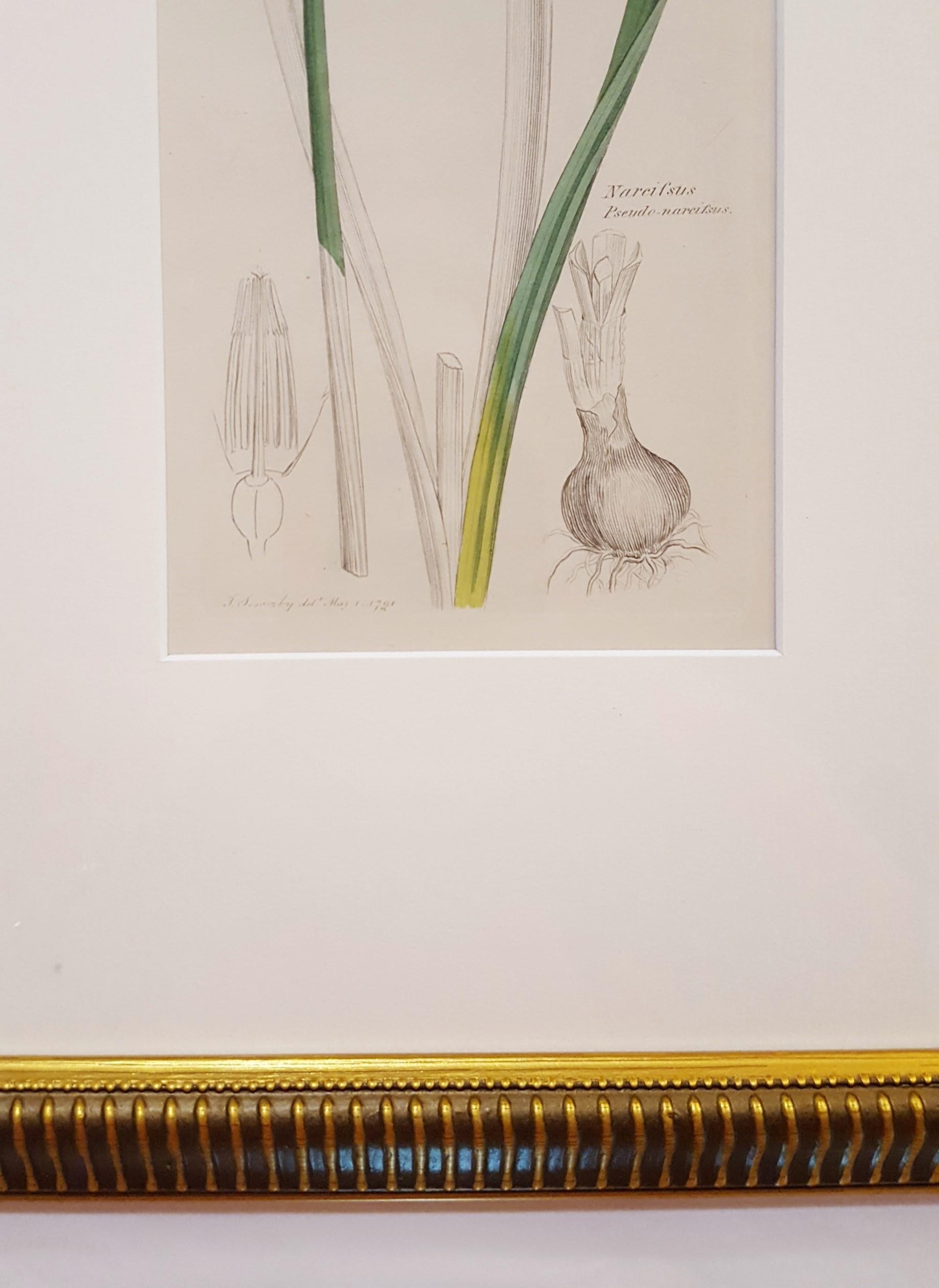 Narcifsus Pseudo-Narcifsus (Wild Daffodil) /// Botanical Botany James Sowerby  4