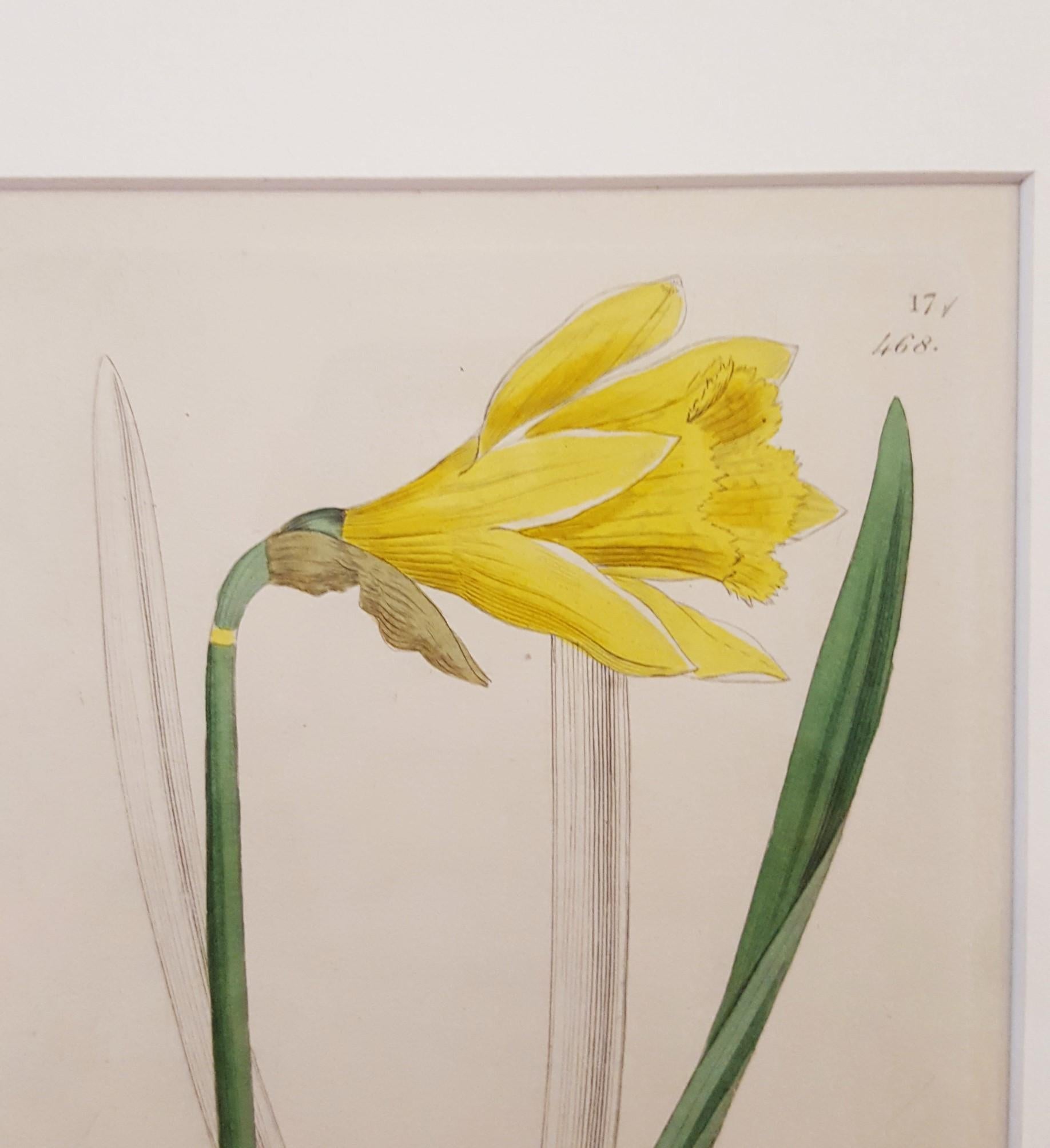 Narcifsus Pseudo-Narcifsus (Wild Daffodil) /// Botanical Botany James Sowerby  5
