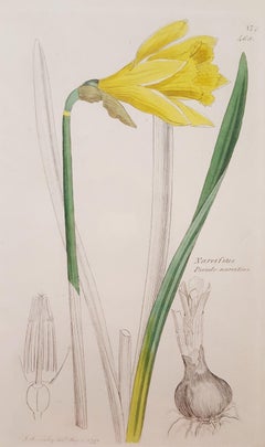 Narcifsus Pseudo- Narcifsus (Wild Daffodil) /// Botanical Botany James Sowerby 