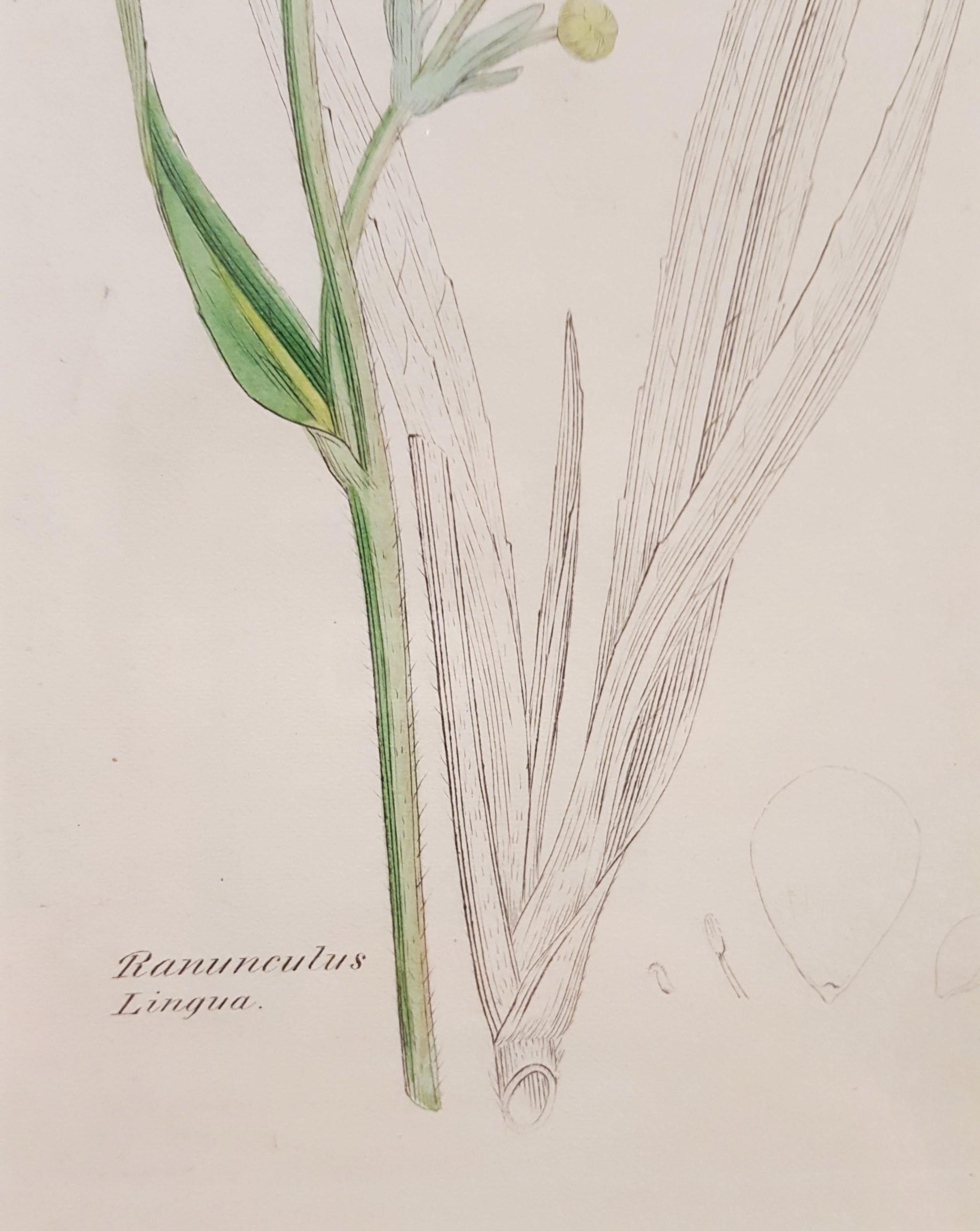 Ranunculus Lingua (Greater Spearwort) /// Botanical Botany James Sowerby Flower For Sale 6