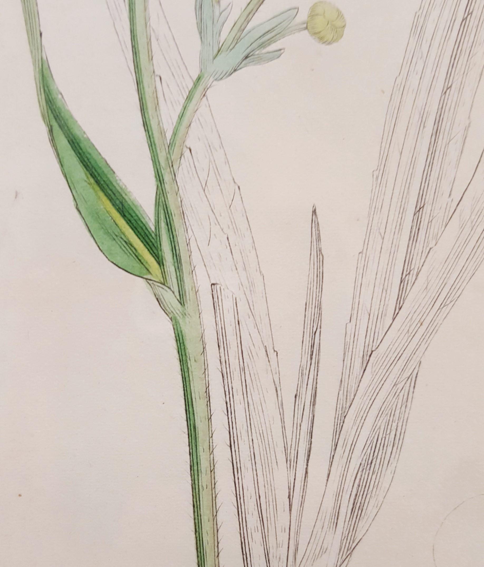 Ranunculus Lingua (Greater Spearwort) /// Botanical Botany James Sowerby Flower For Sale 7
