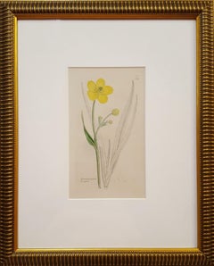 Ranunculus Lingua (Greater Spearwort) /// Botanical Botany James Sowerby Flower