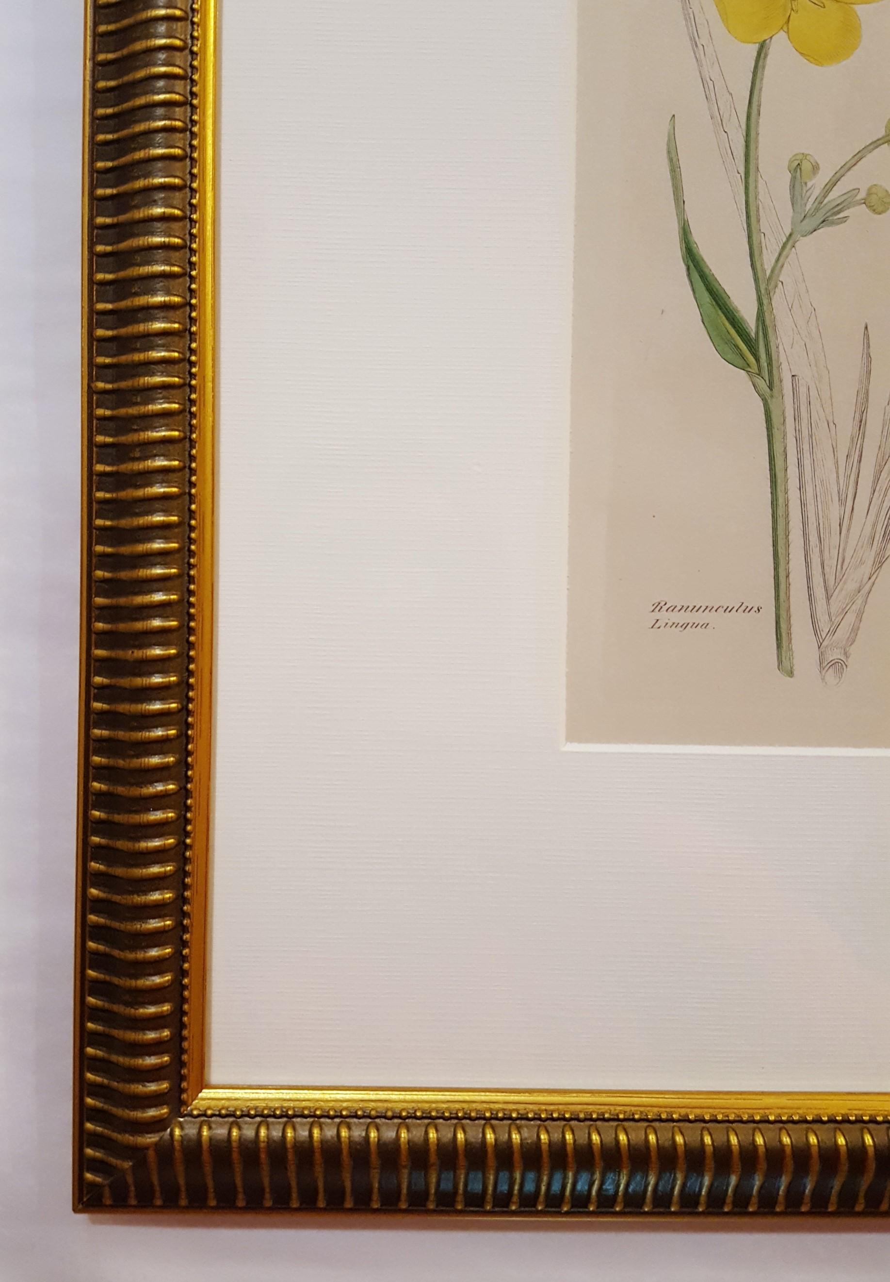 Ranunculus Lingua (grande salicorne) /// Botanique James Sowerby Fleur en vente 1