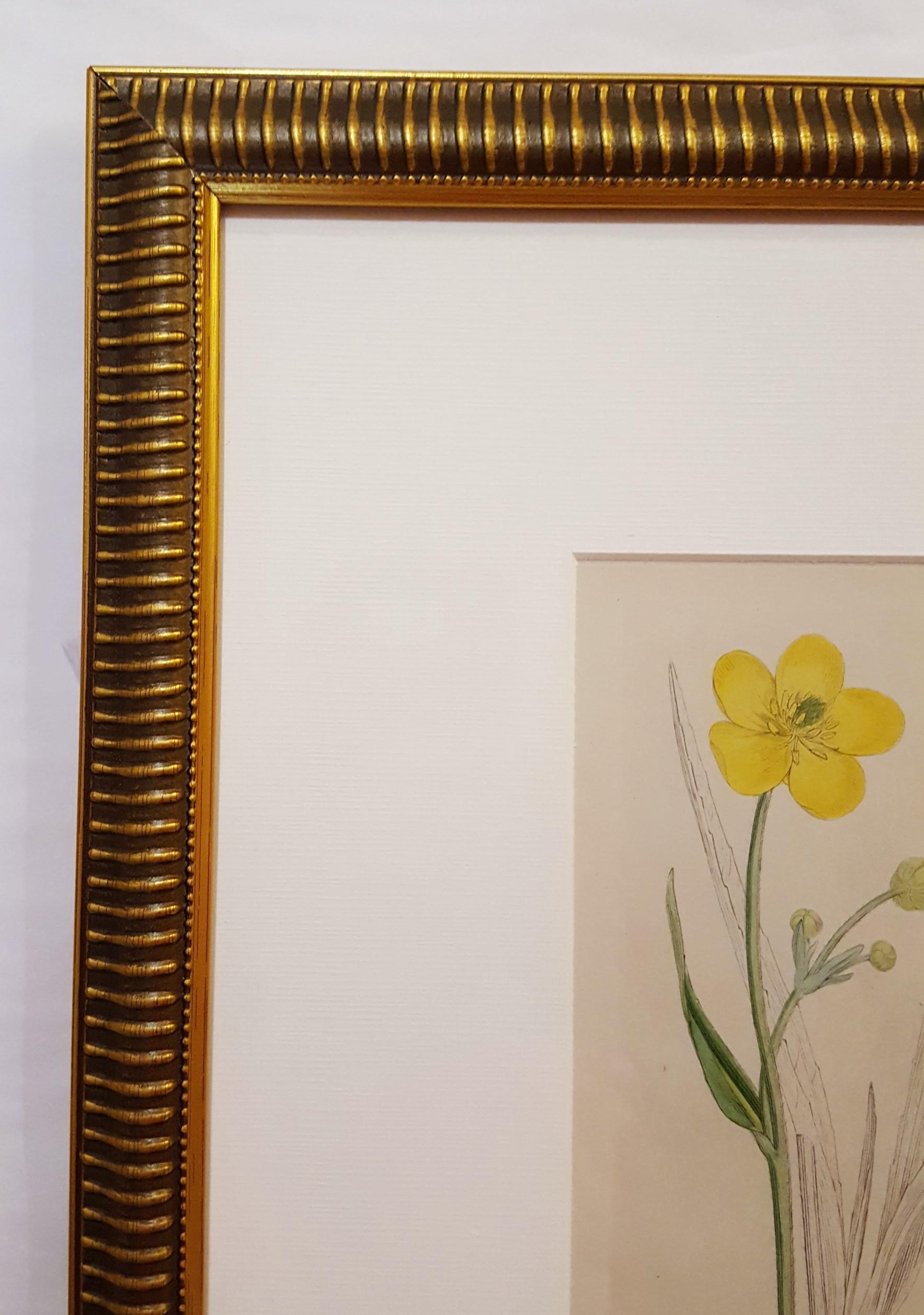 Ranunculus Lingua (grande salicorne) /// Botanique James Sowerby Fleur en vente 2