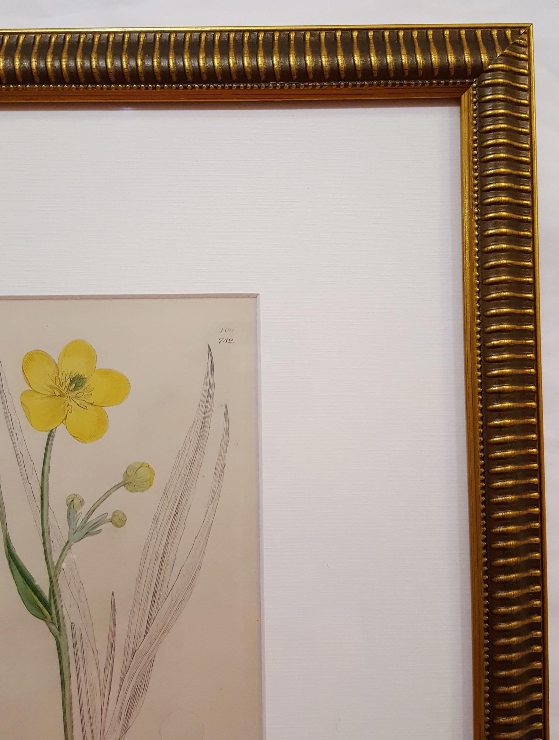Ranunculus Lingua (grande salicorne) /// Botanique James Sowerby Fleur en vente 3