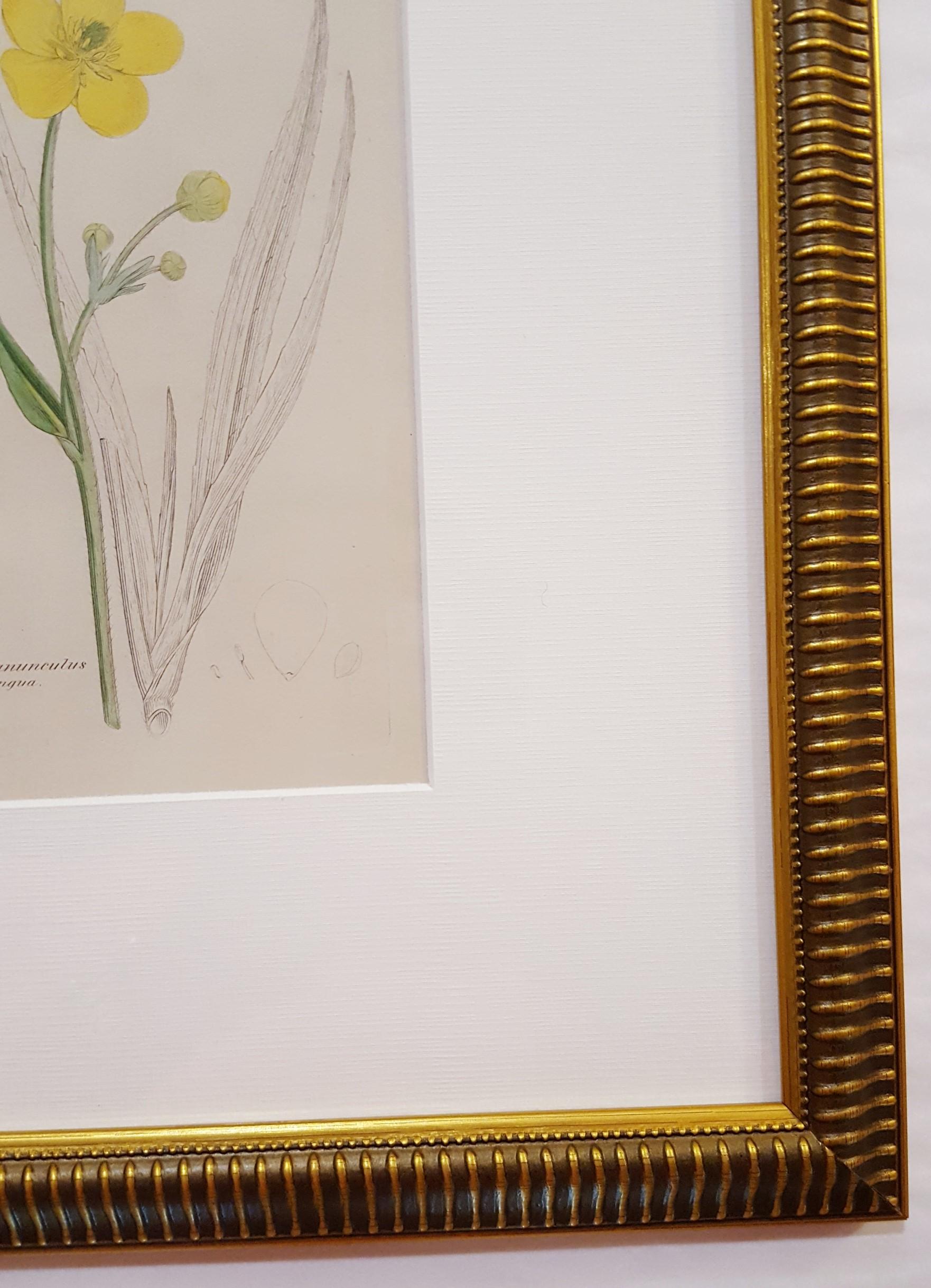 Ranunculus Lingua (grande salicorne) /// Botanique James Sowerby Fleur en vente 4
