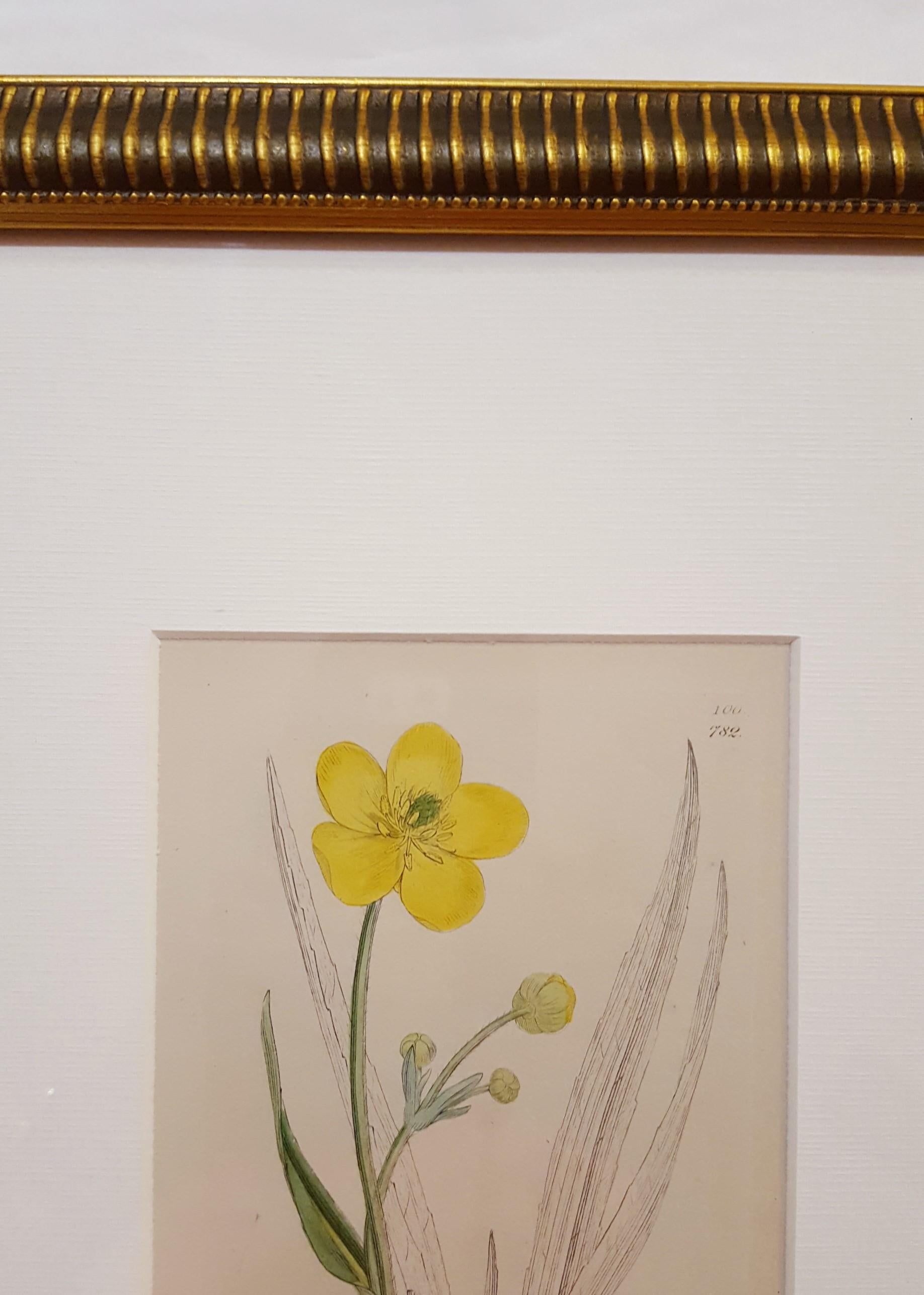 Ranunculus Lingua (grande salicorne) /// Botanique James Sowerby Fleur en vente 5