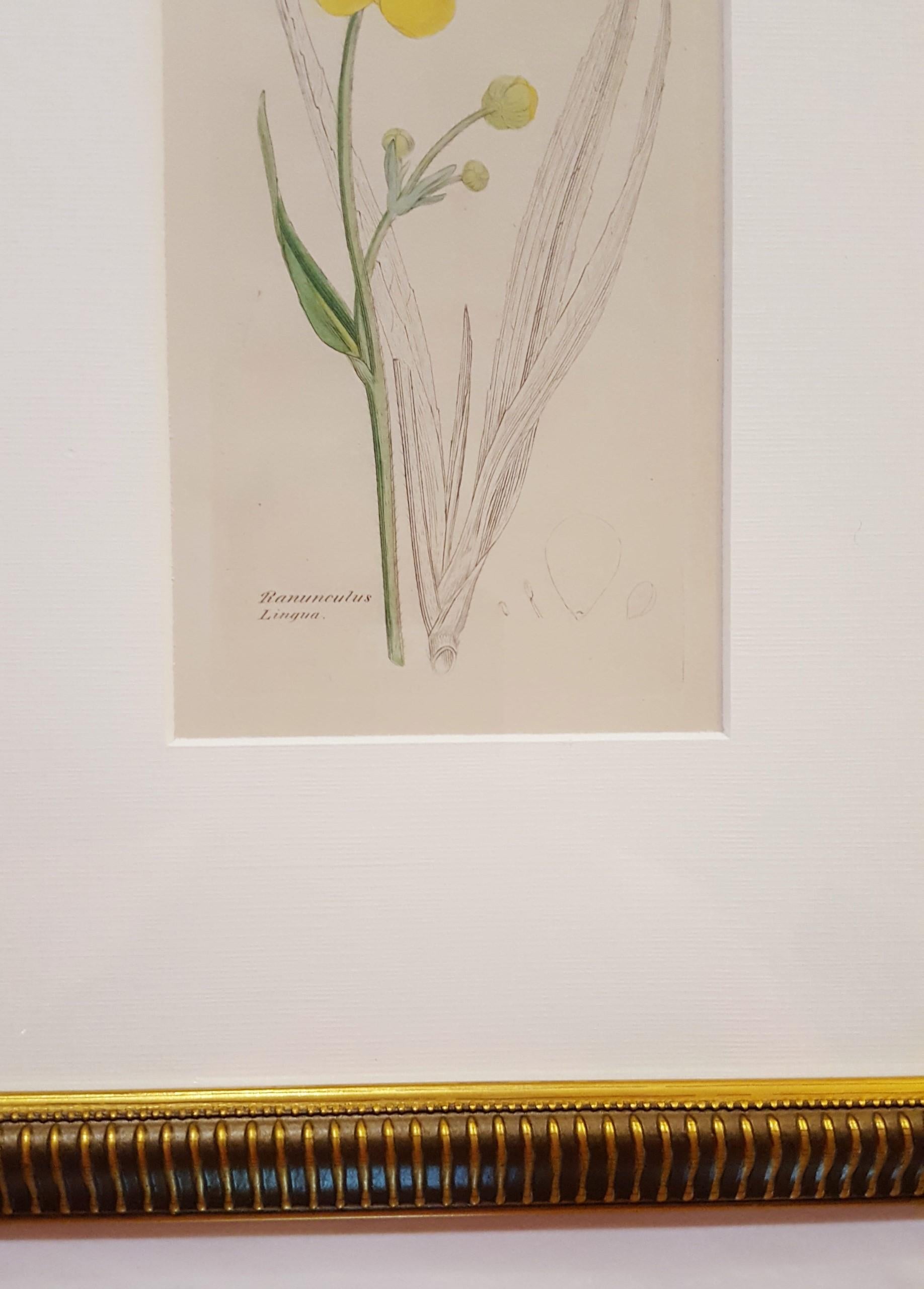 Ranunculus Lingua (Greater Spearwort) /// Botanical Botany James Sowerby Flower For Sale 4