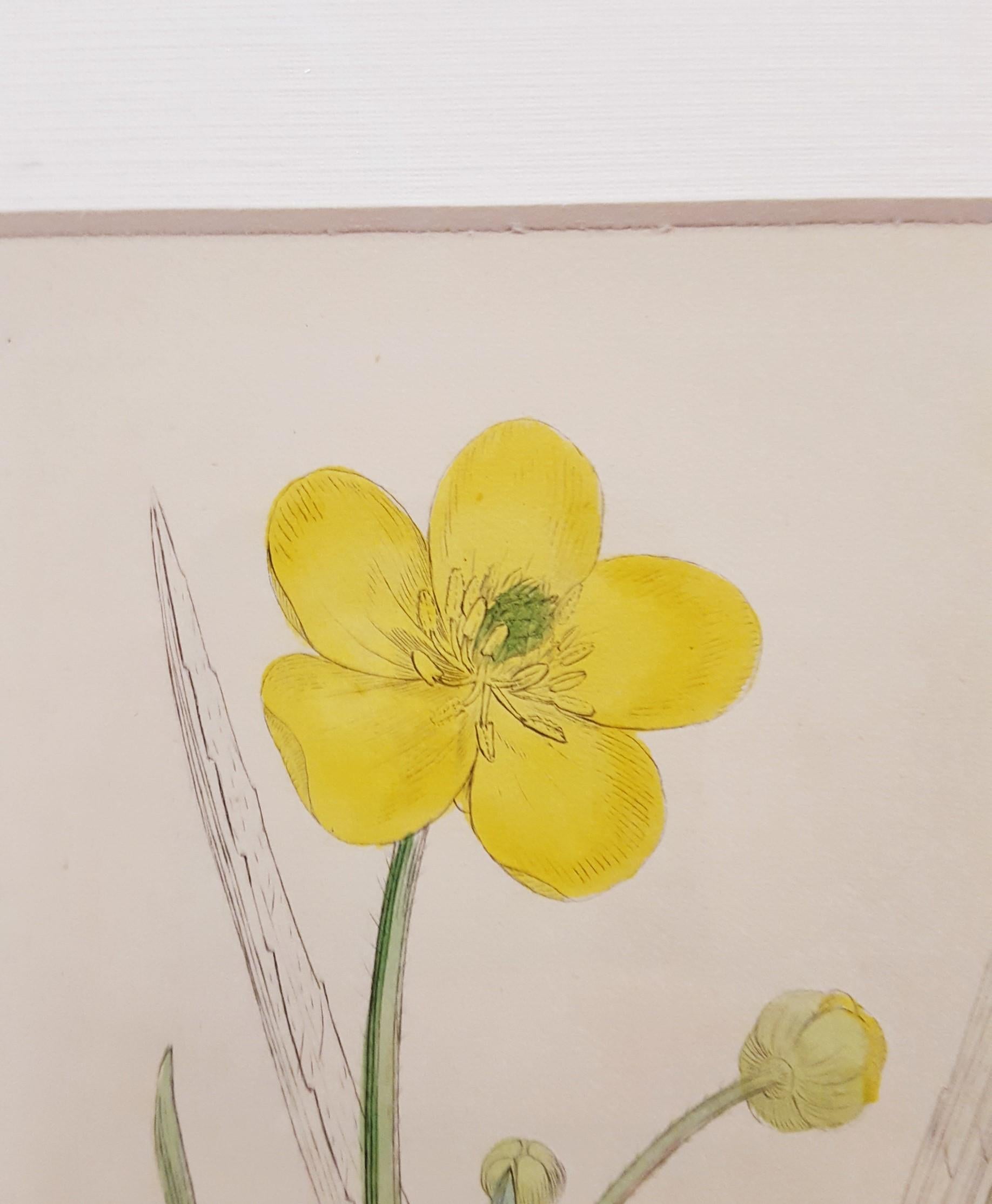Ranunculus Lingua (grande salicorne) /// Botanique James Sowerby Fleur en vente 7