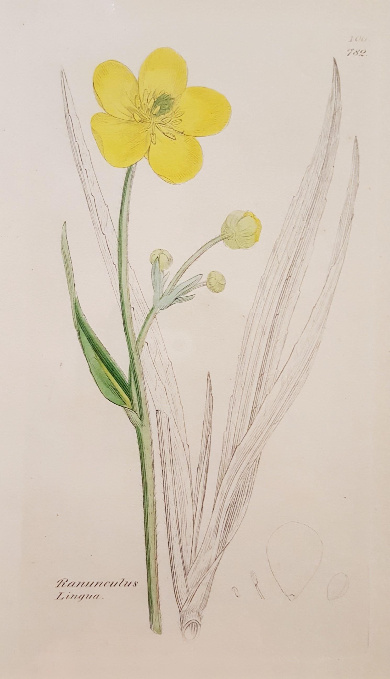 Ranunculus Lingua (grande salicorne) /// Botanique James Sowerby Fleur
