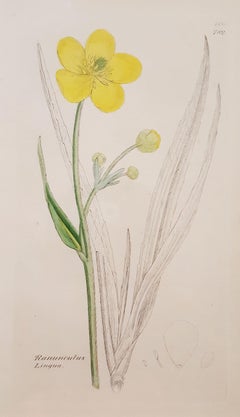 Antique Ranunculus Lingua (Greater Spearwort) /// Botanical Botany James Sowerby Flower