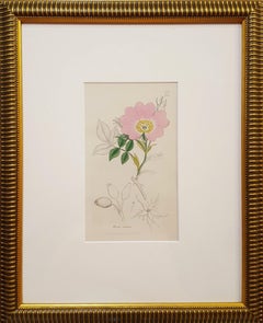 Rosa canina (Dog-rose)