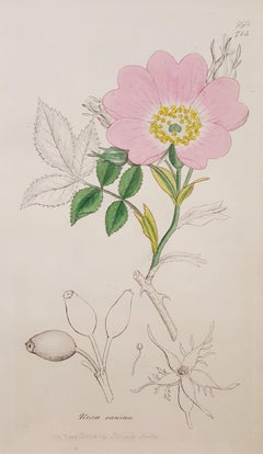 Rosa canina (Dog-rose)