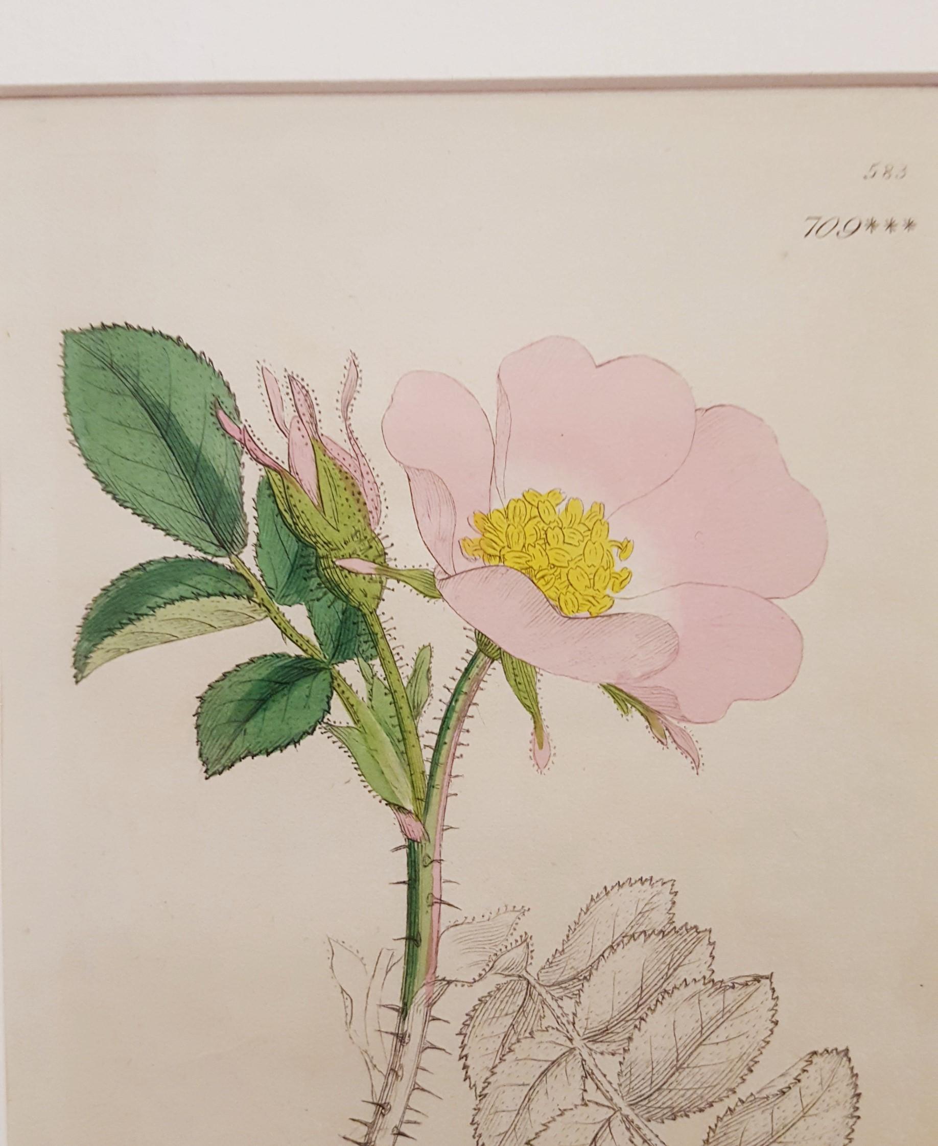 Rosa rubiginosa (Sweetbriar Rose) 4