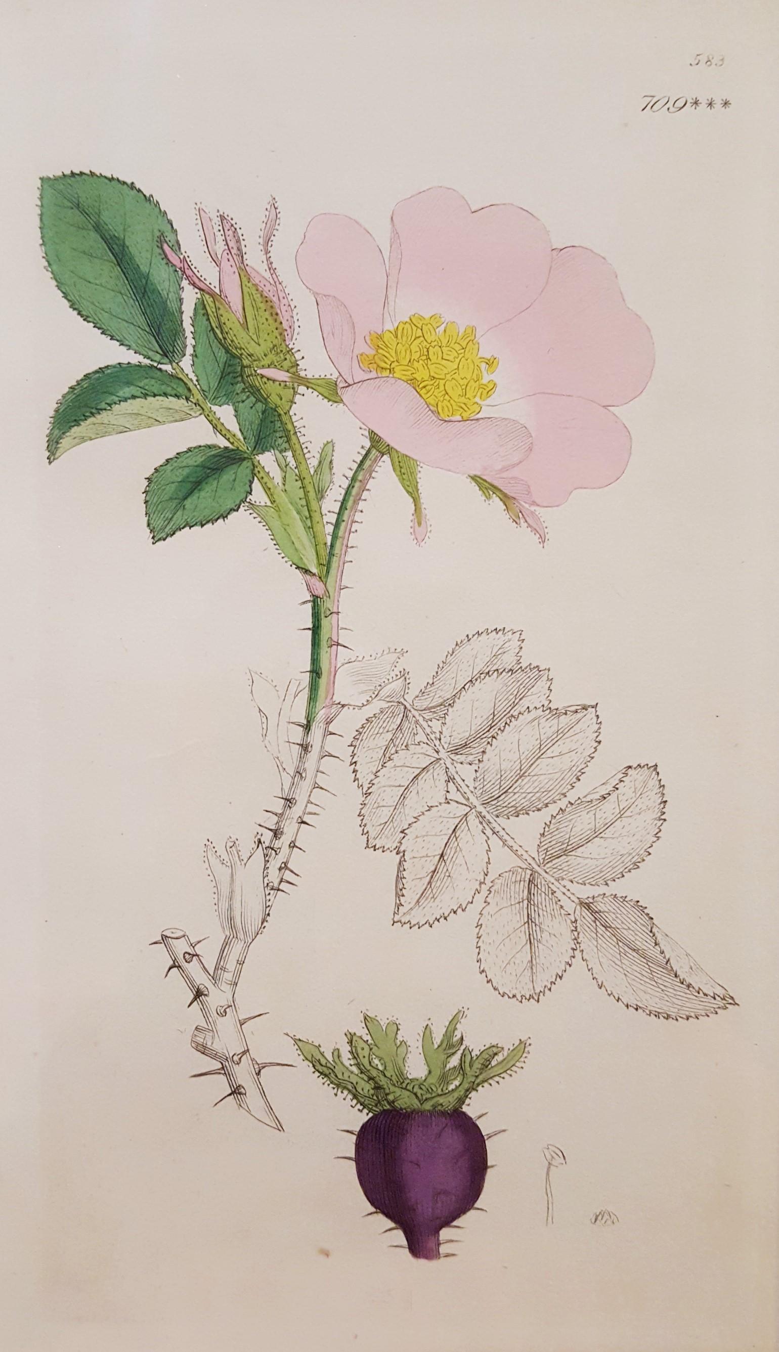 James Sowerby Still-Life Print - Rosa rubiginosa (Sweetbriar Rose)
