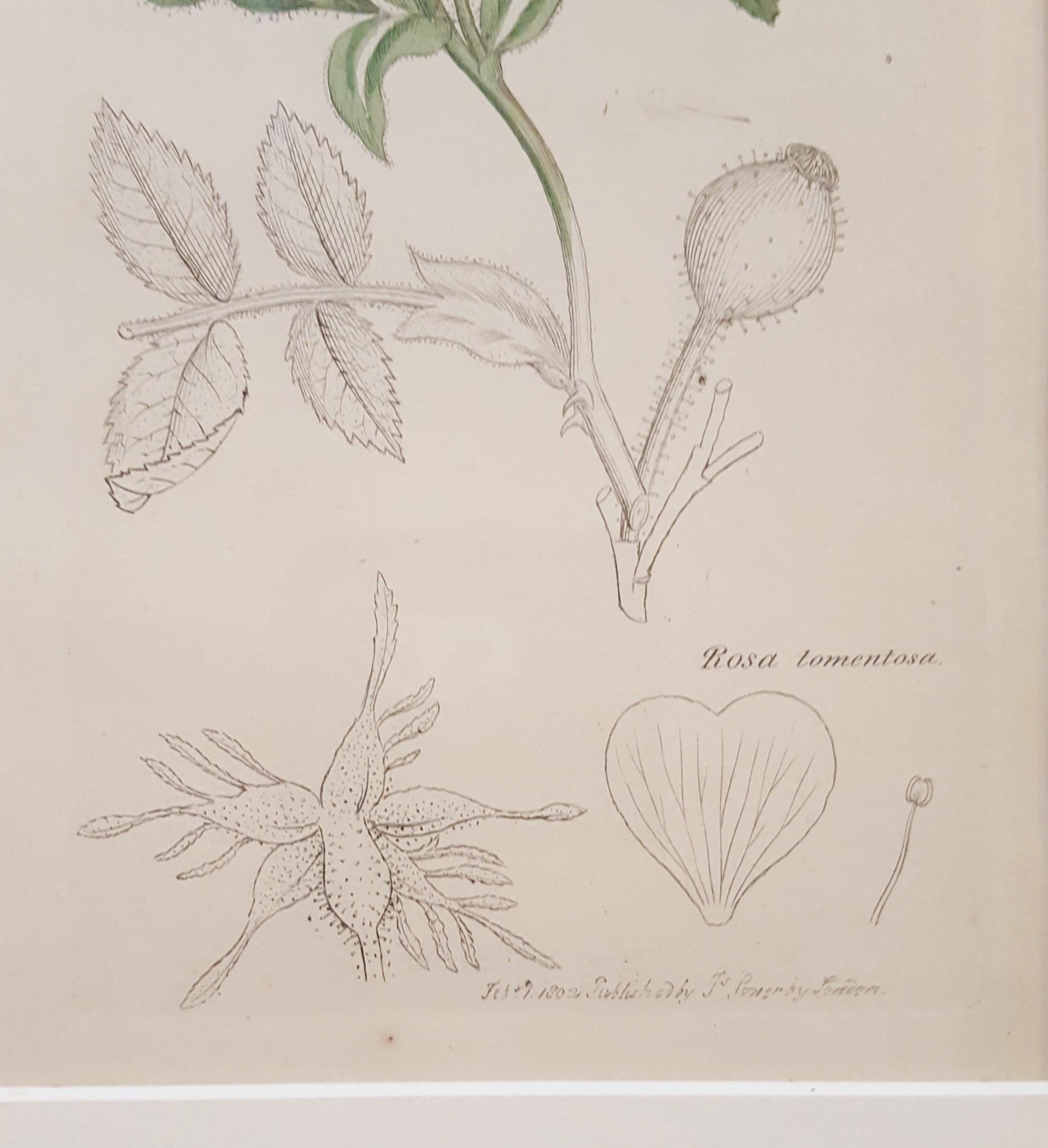 Rosa Tomentosa (Harsh Downy-rose) /// Botanical Botany James Sowerby Flower Art For Sale 6