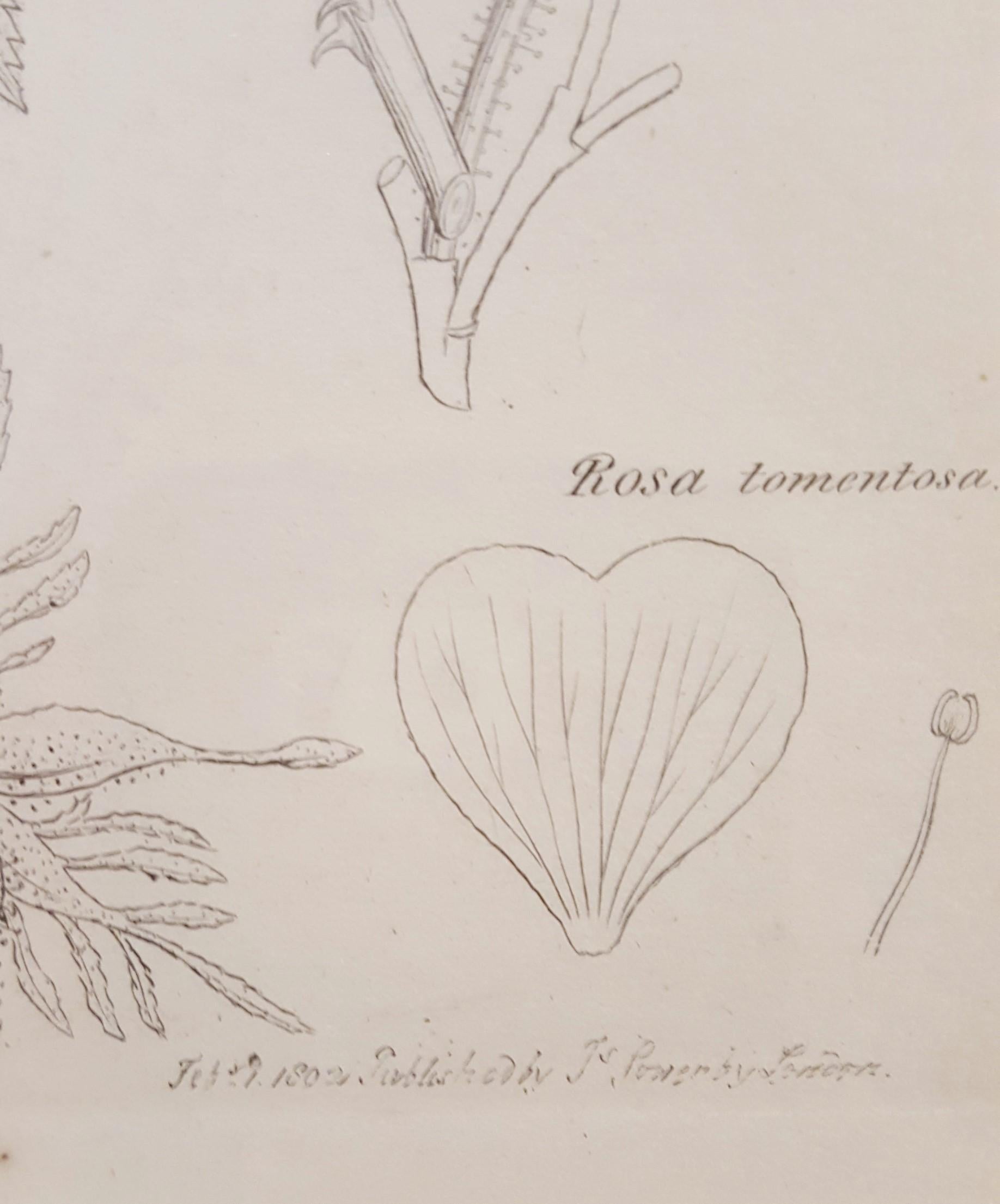 Rosa Tomentosa (Harsh Downy-rose) /// Botanical Botany James Sowerby Flower Art For Sale 7