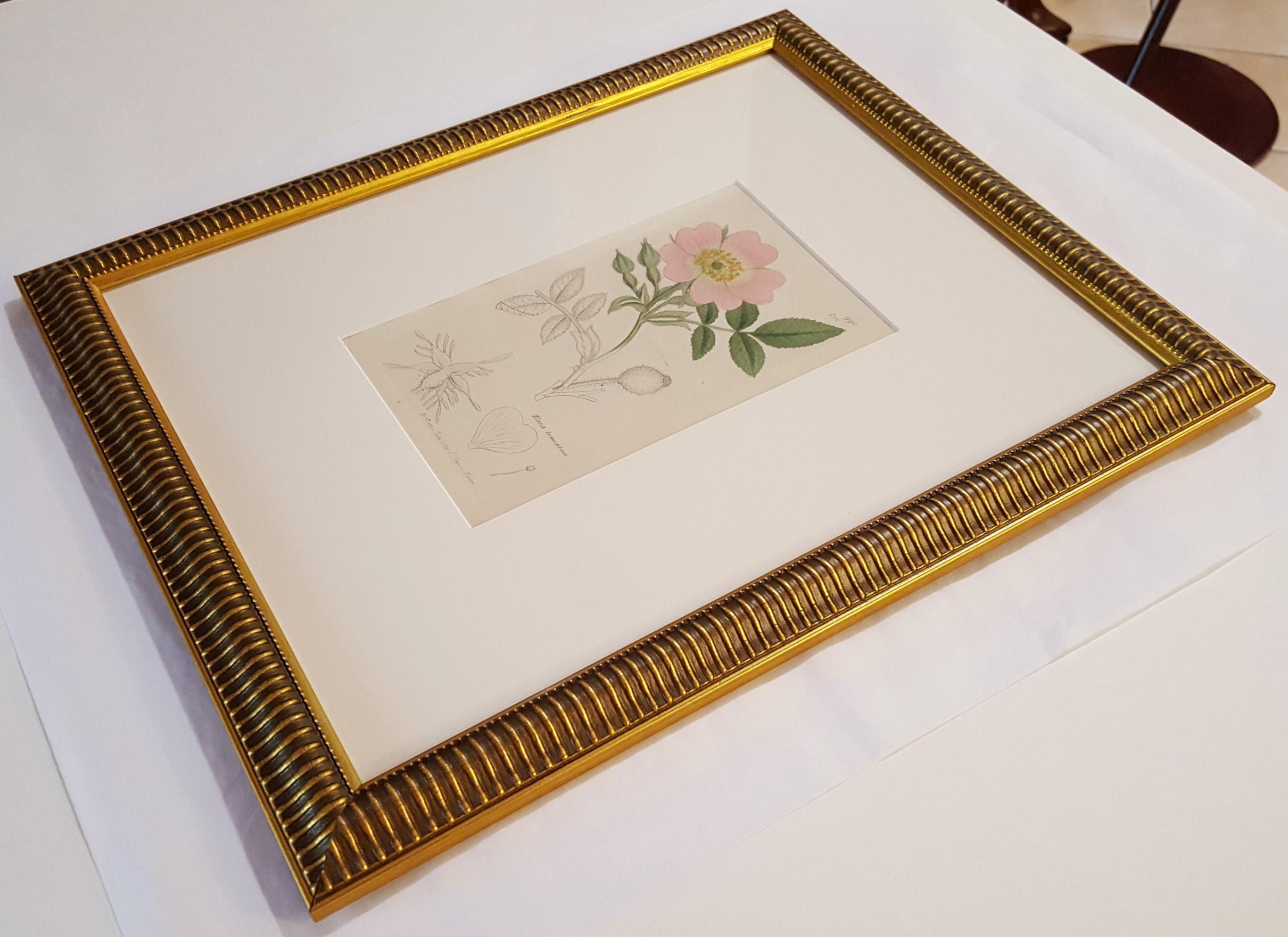 Rosa Tomentosa (Harsh Downy-rose) /// Botanical Botany James Sowerby Flower Art For Sale 8