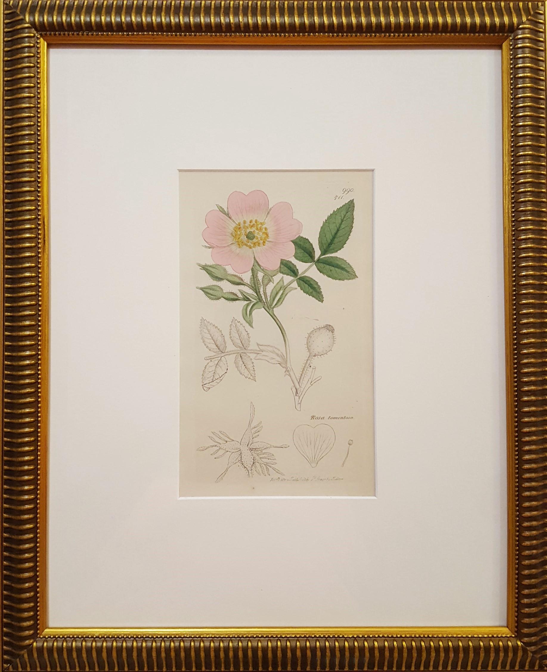 Rosa Tomentosa (Harsh Downy-Rose) /// Botanical Botany James Sowerby Blumenkunst im Angebot 1