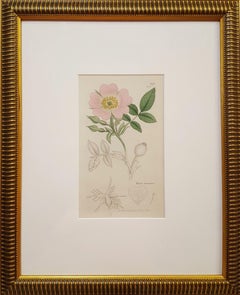 Rosa Tomentosa (Harsh Downy-rose) /// Botanical Botany James Sowerby Flower Art