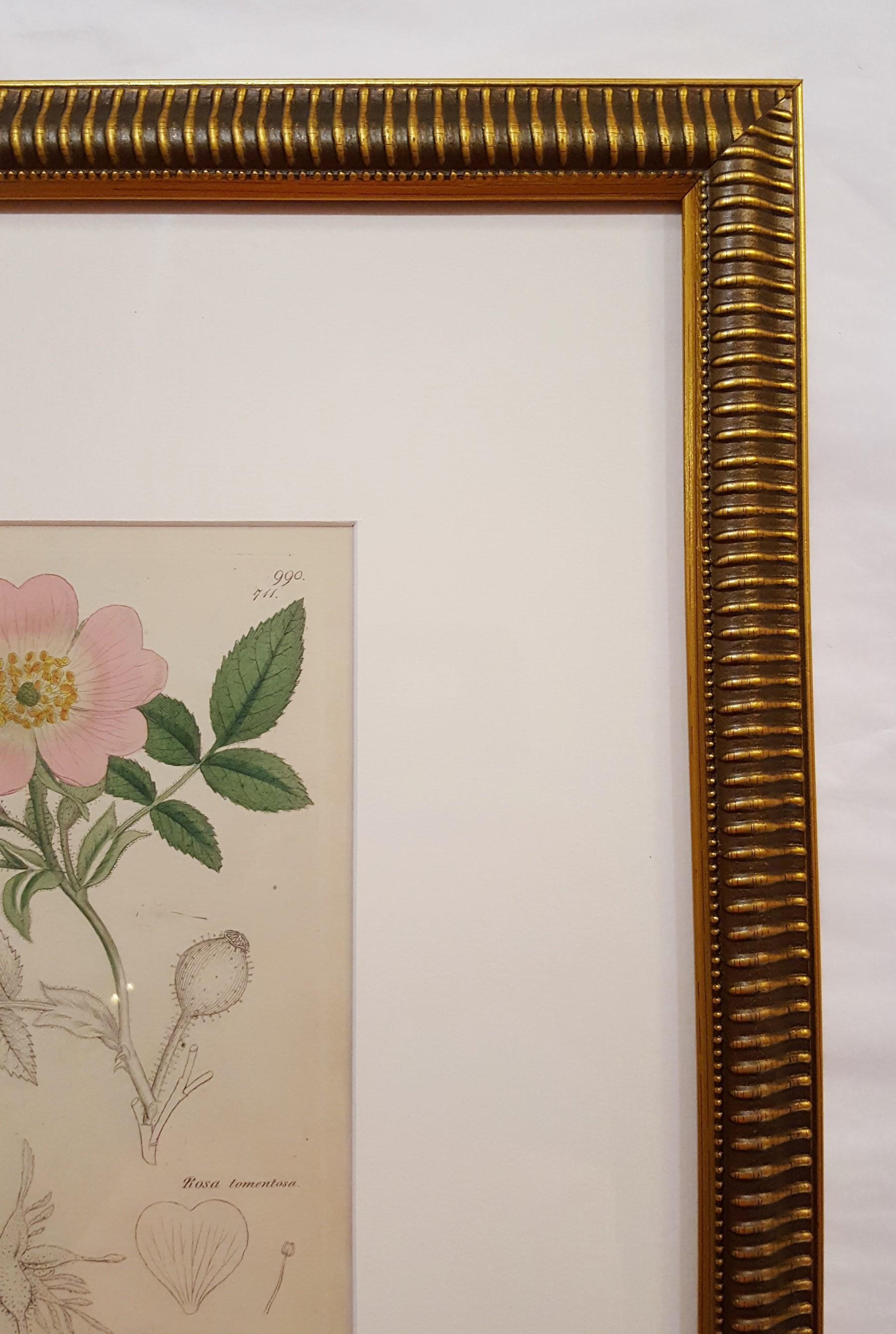 Rosa Tomentosa (Harsh Downy-rose) /// Botanical Botany James Sowerby Flower Art For Sale 1