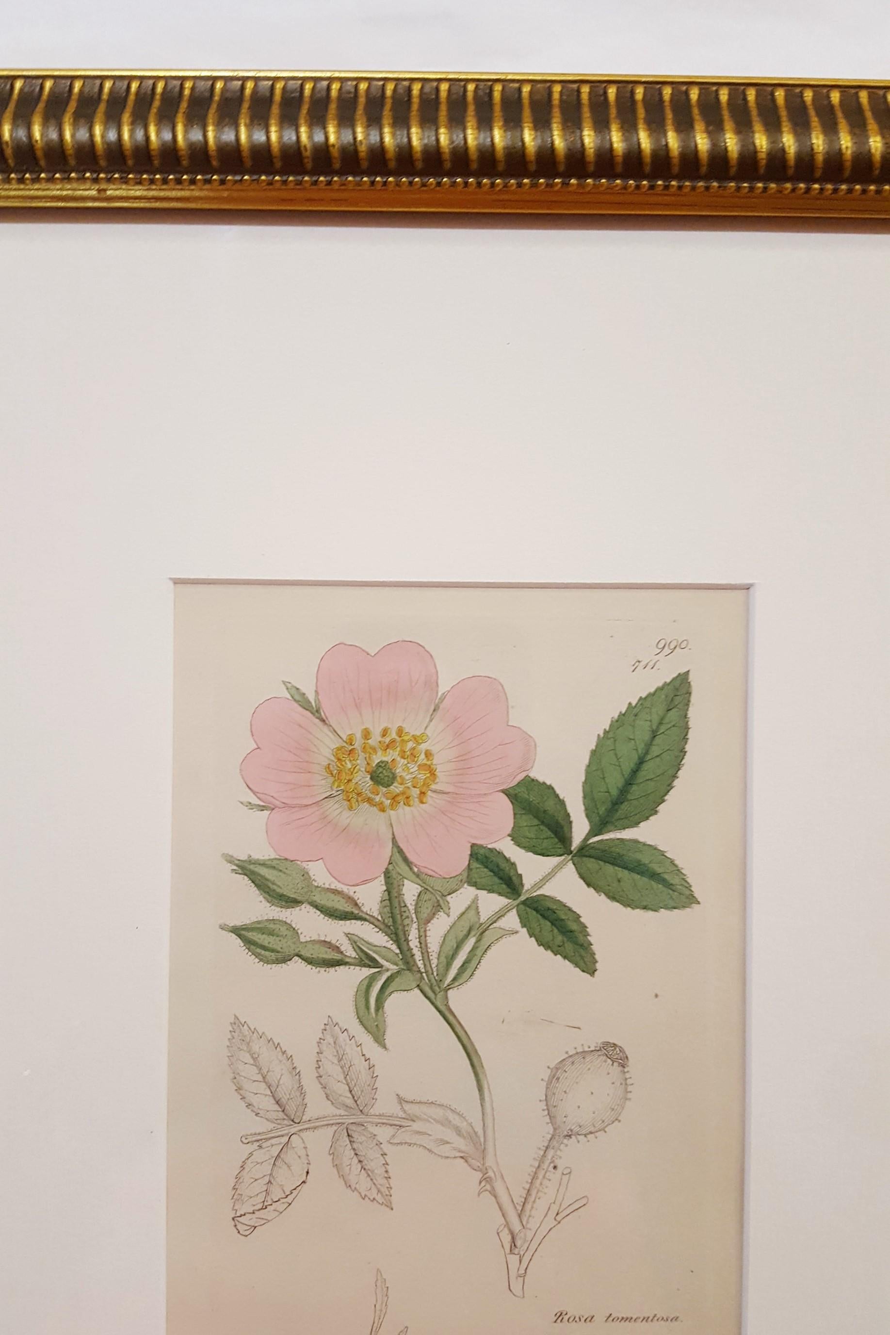 Rosa Tomentosa (Harsh Downy-rose) /// Botanical Botany James Sowerby Flower Art For Sale 3