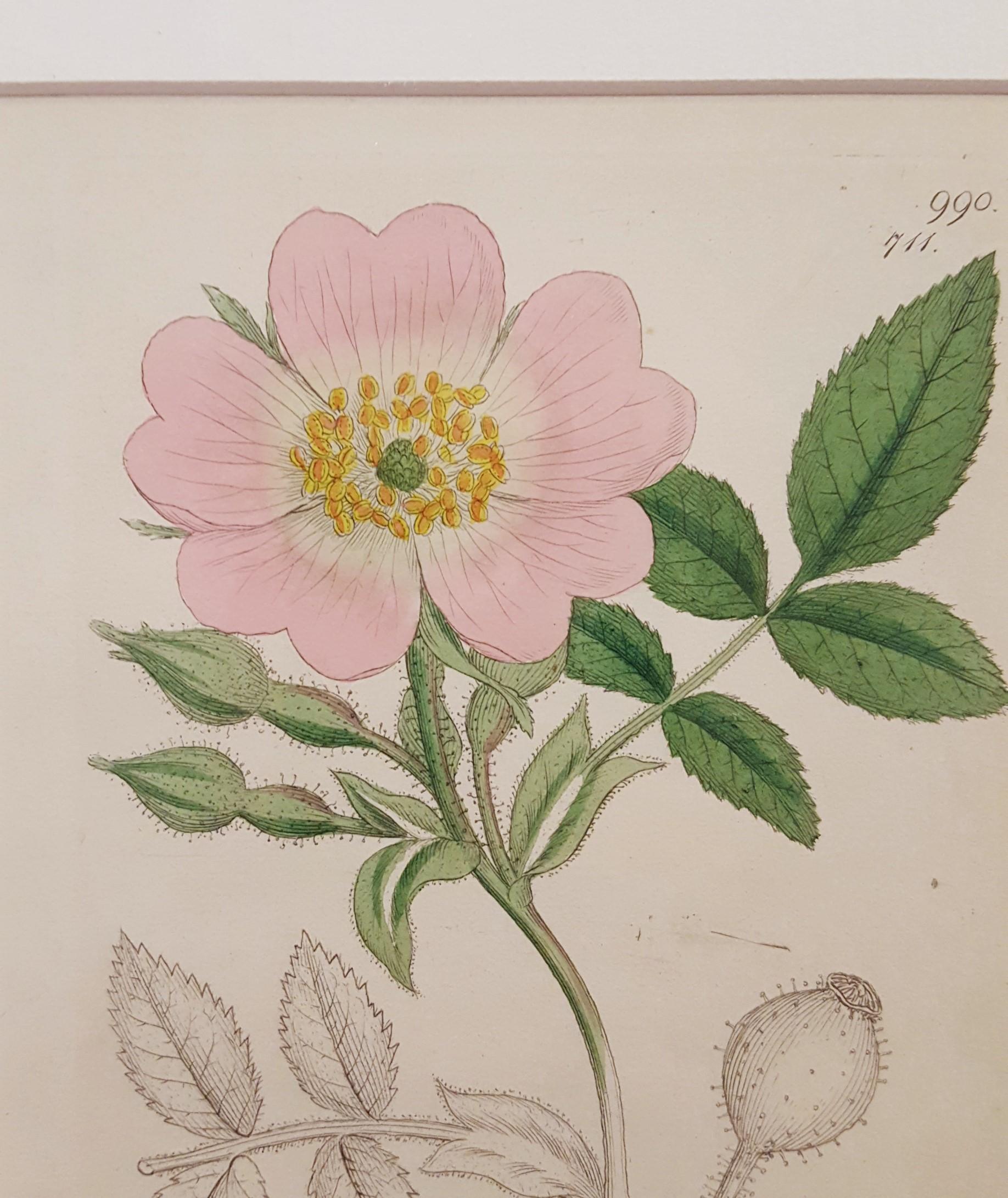 Rosa Tomentosa (Harsh Downy-rose) /// Botanical Botany James Sowerby Flower Art For Sale 5