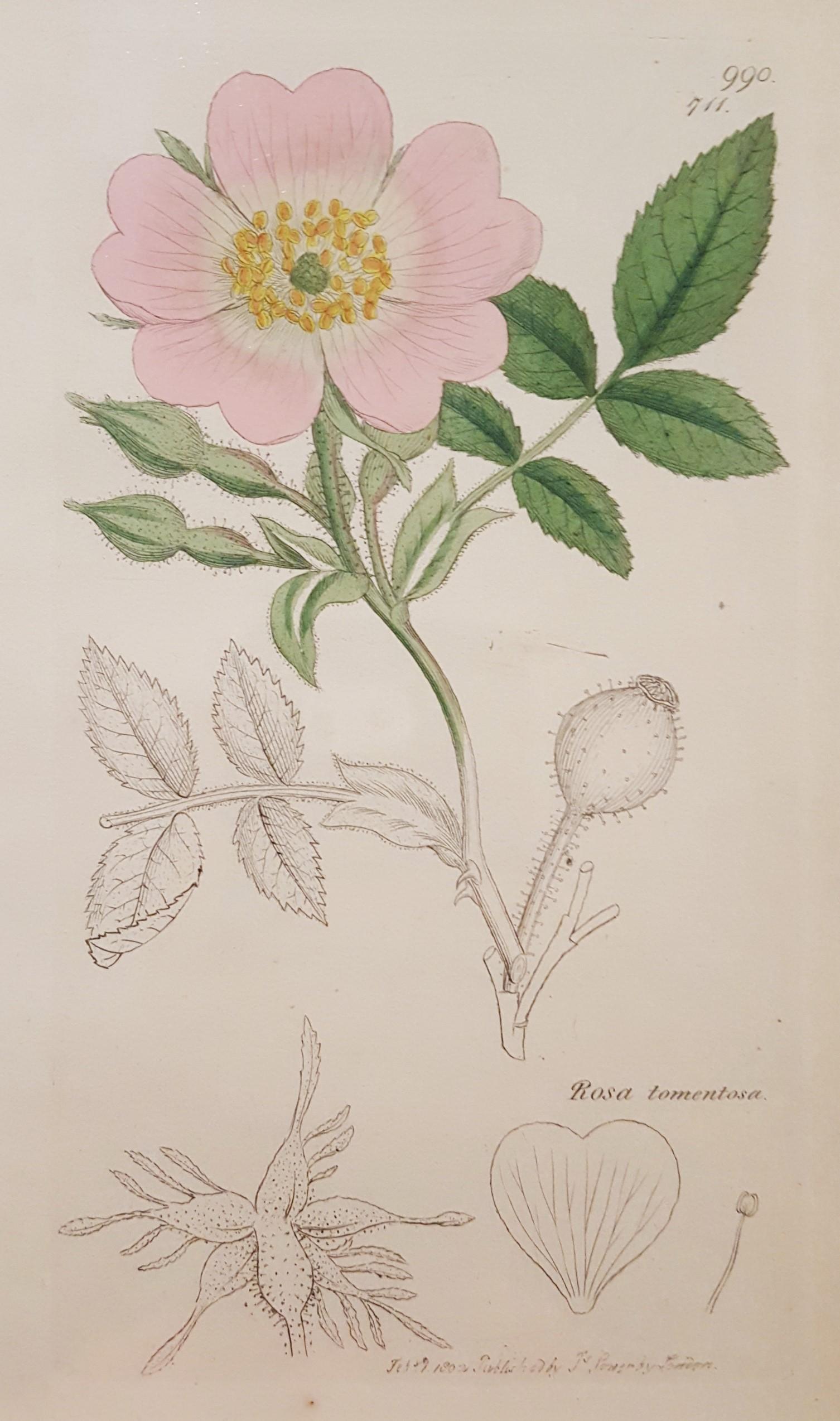 Rosa Tomentosa (rose foncée foncée) /// Botanical Botany James Sowerby Flower Art