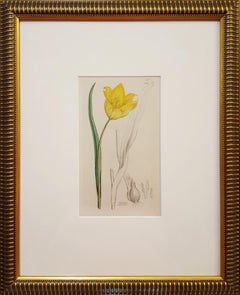 Tulipa Sylvestris (Wild Tulip)