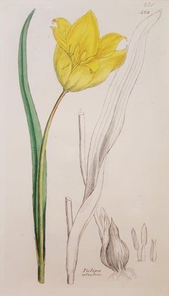 Tulipa Sylvestris (Wild Tulip)