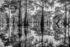 Bayou Dreaming, de James Sparshatt.  Foto BW enmarcada de un pantano en el sur de EE.UU.