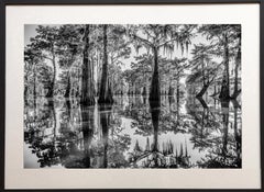 Bayou Dreaming de James Sparshatt.  Photo BW encadrée d'un marécage dans le sud des Etats-Unis