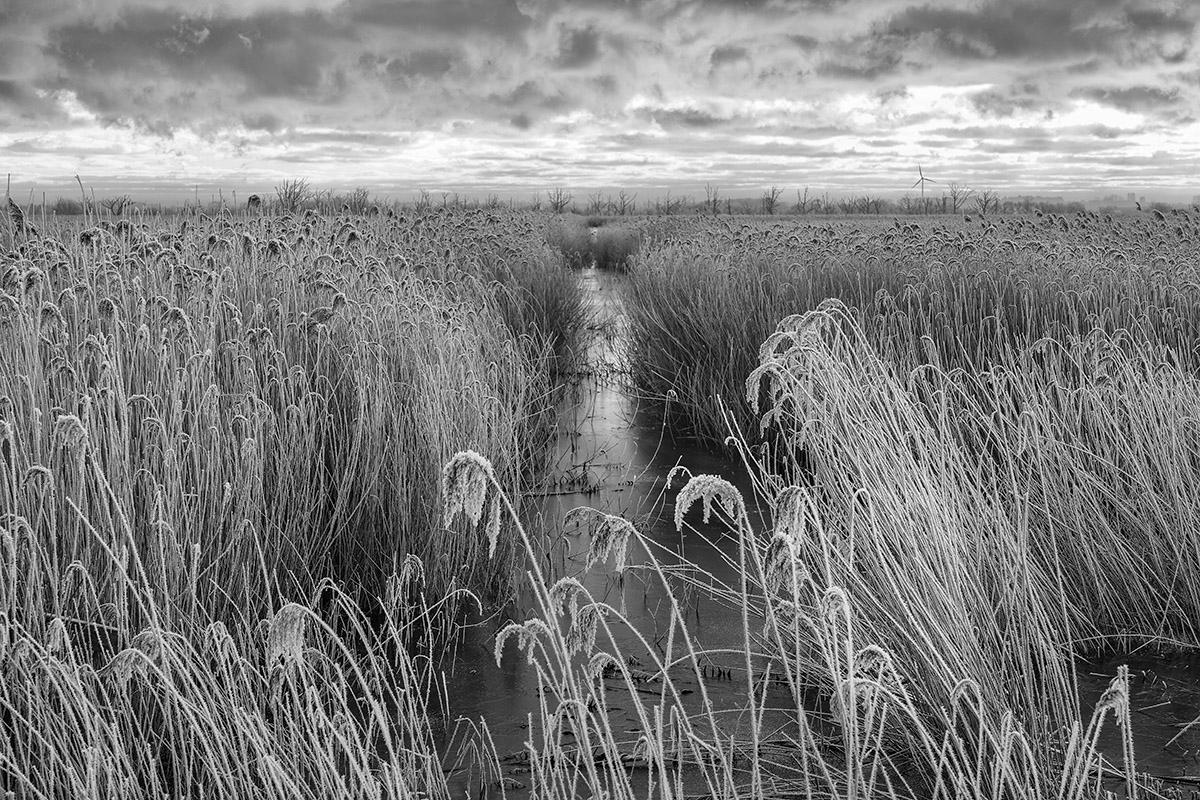 Frosted reeds by James Sparshatt.  Framed BW photo of frozen marsh reeds at dawn en venta 1
