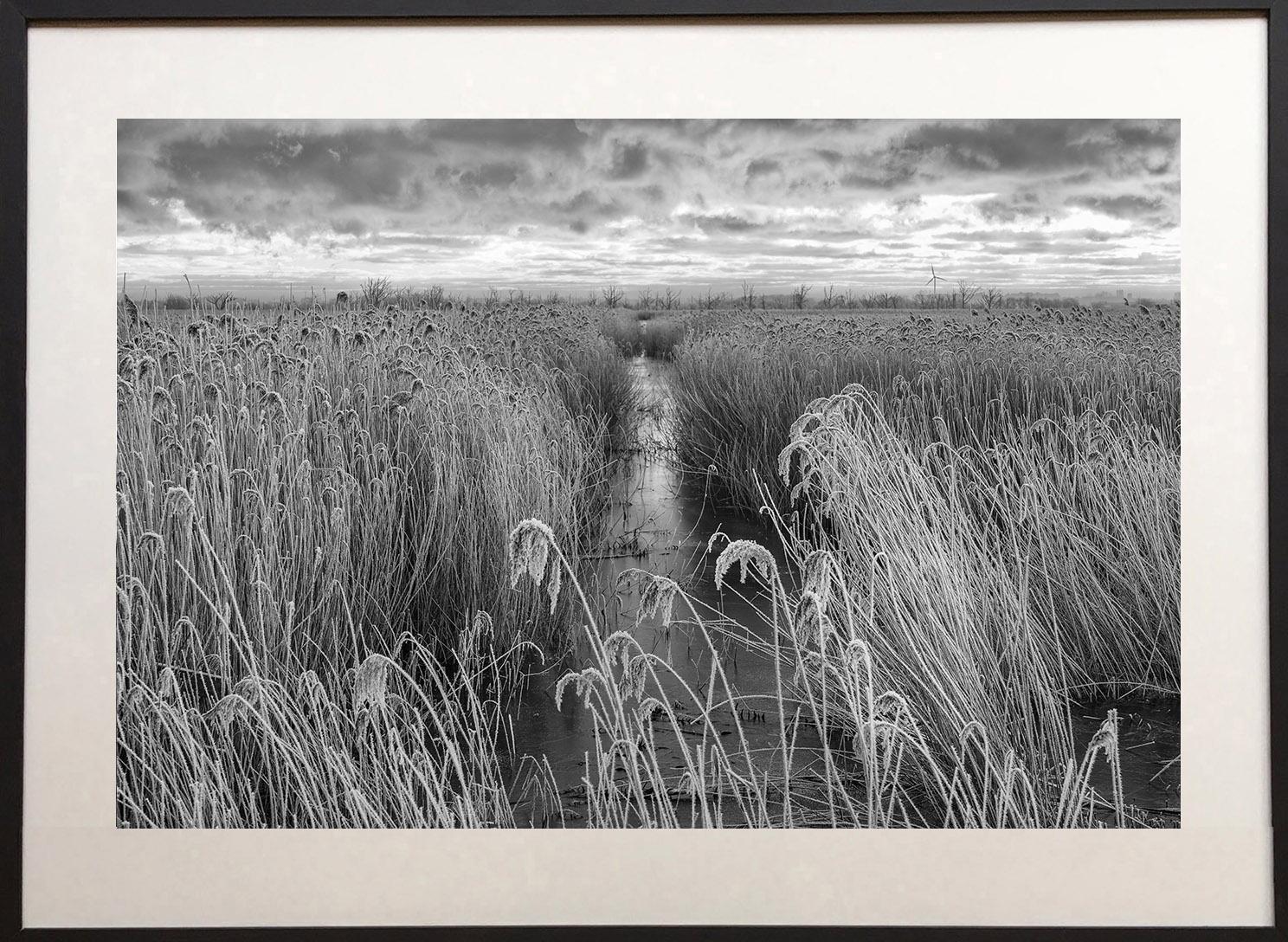 Frosted reeds by James Sparshatt.  Framed BW photo of frozen marsh reeds at dawn