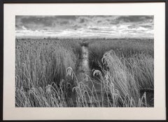 Frosted reeds by James Sparshatt.  Framed BW photo of frozen marsh reeds at dawn