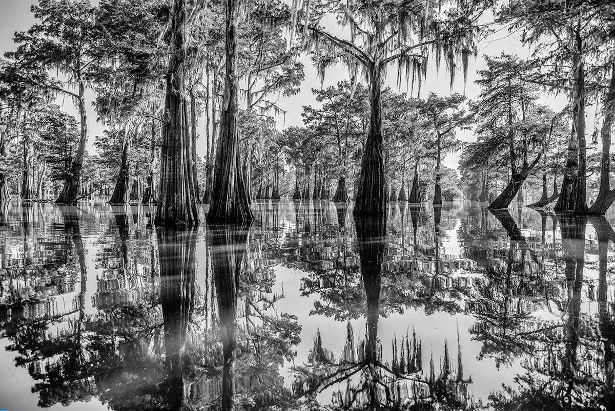 Bayou Dreaming von James Sparshatt.  Palladium Platin BW Druck eines Schwamms im Angebot 1