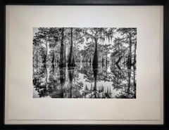 Bayou Dreaming by James Sparshatt.  Palladium Platinum Print of Henderson Swamp