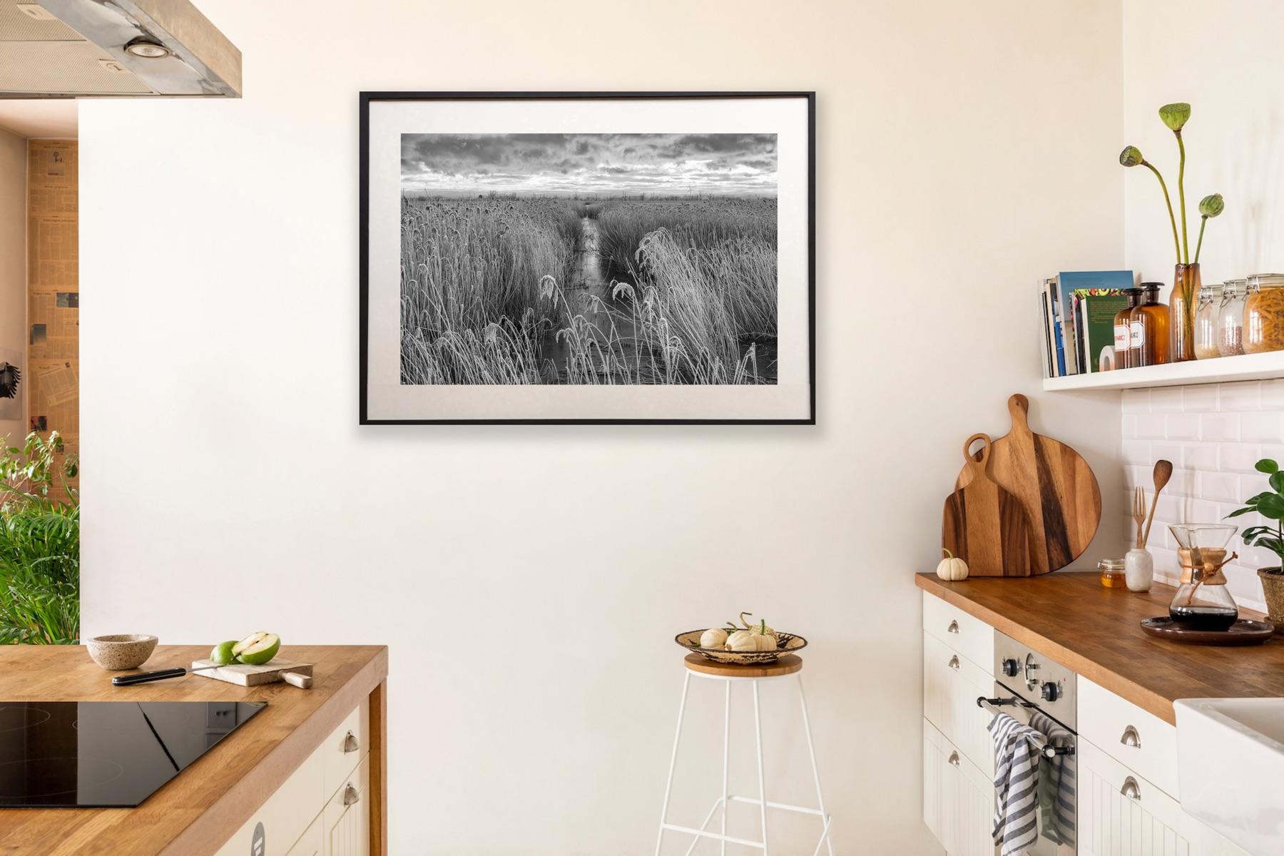 Frosted reeds by James Sparshatt.  Framed BW photo of frozen marsh reeds at dawn en venta 2