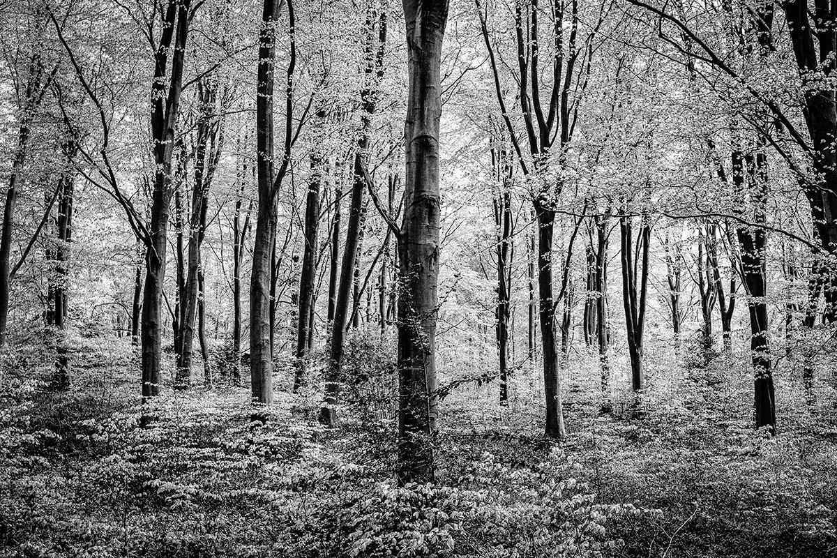 Spring inmitten der Buche von James Sparshatt.  Gerahmtes BW-Foto von Wäldern im Angebot 1