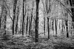 Spring amidst the beech by James Sparshatt.  Framed BW photo of forest trees
