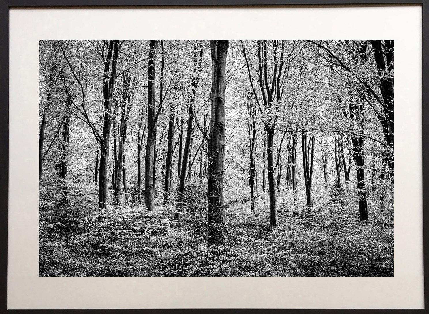 Im Frühling erwacht der Wald.  Neue Blätter kräuseln sich, wenn das Morgenlicht neues Wachstum hervorbringt.

Die schwarz-weißen Landschaften von James Sparshatt sind von einer ätherischen Schönheit.  Es sind Momente, in denen die natürliche Form