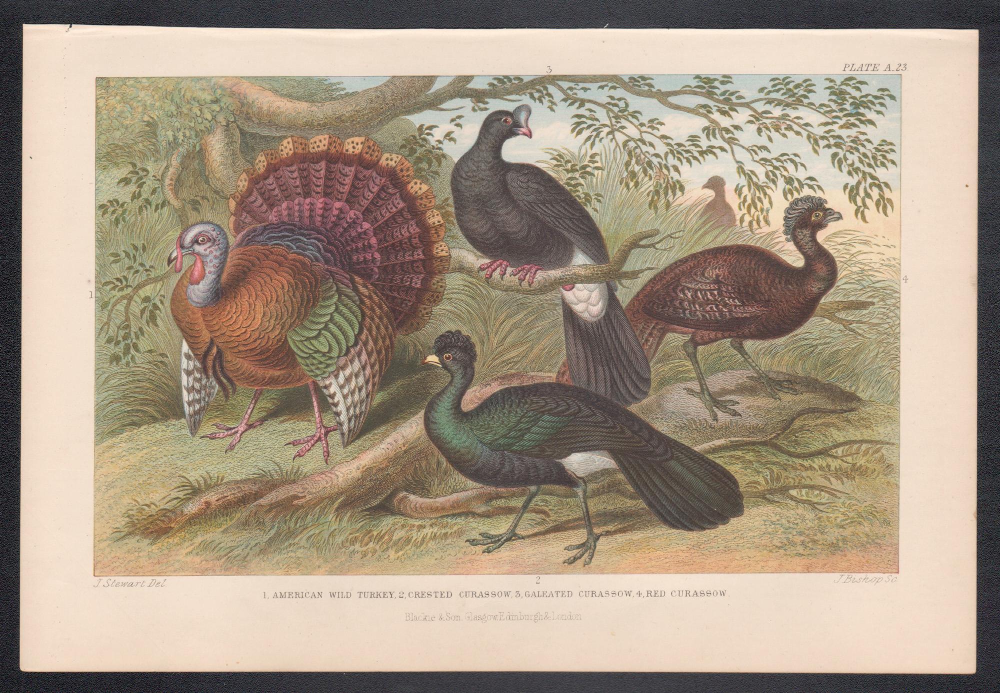 Pavo salvaje americano y paujil, grabado antiguo inglés de aves, 1879 - Print de James Stewart