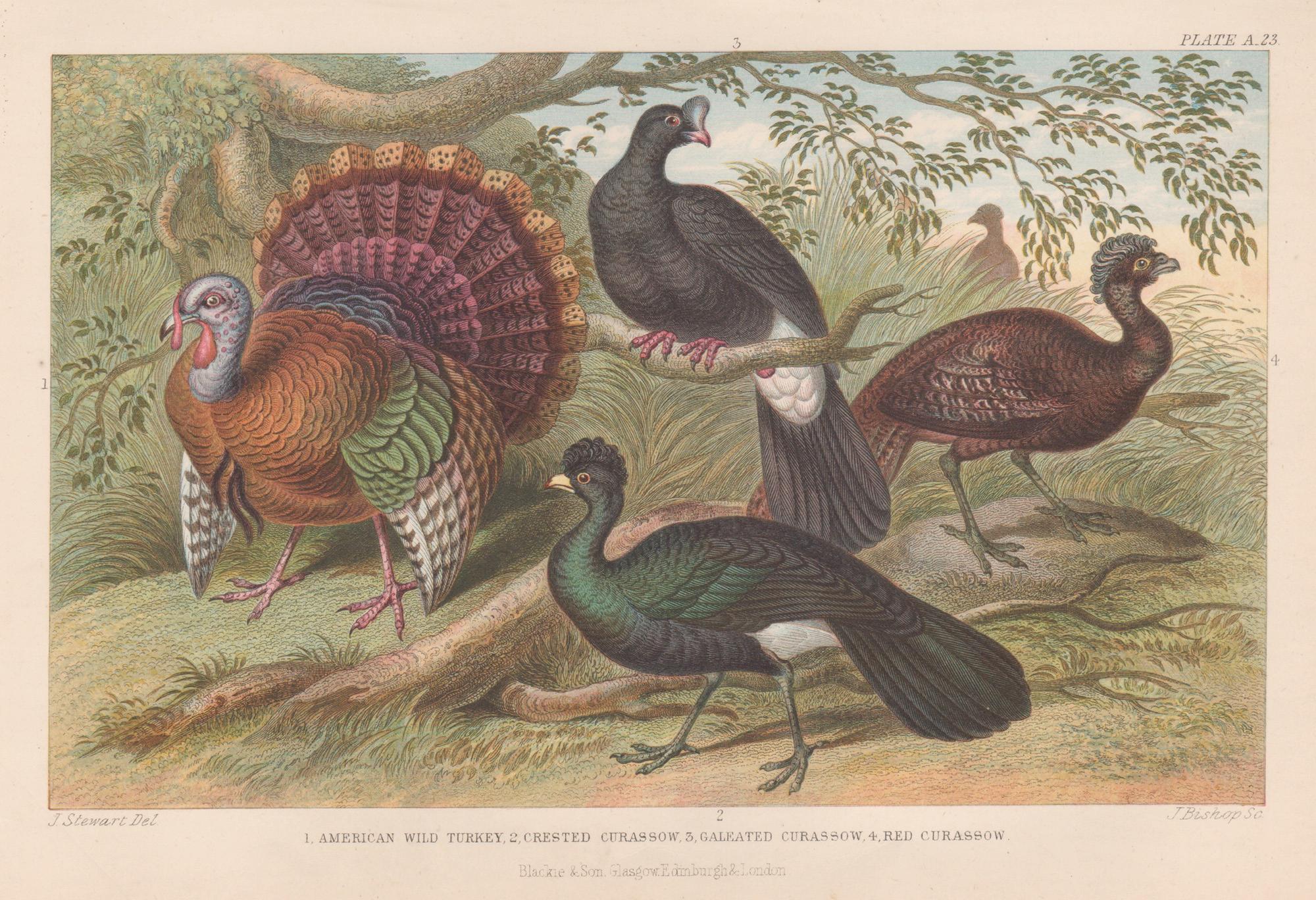 Animal Print de James Stewart - Pavo salvaje americano y paujil, grabado antiguo inglés de aves, 1879