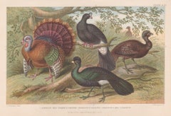 American Wild Turkey and Curassows, English antique bird engraving print, 1879