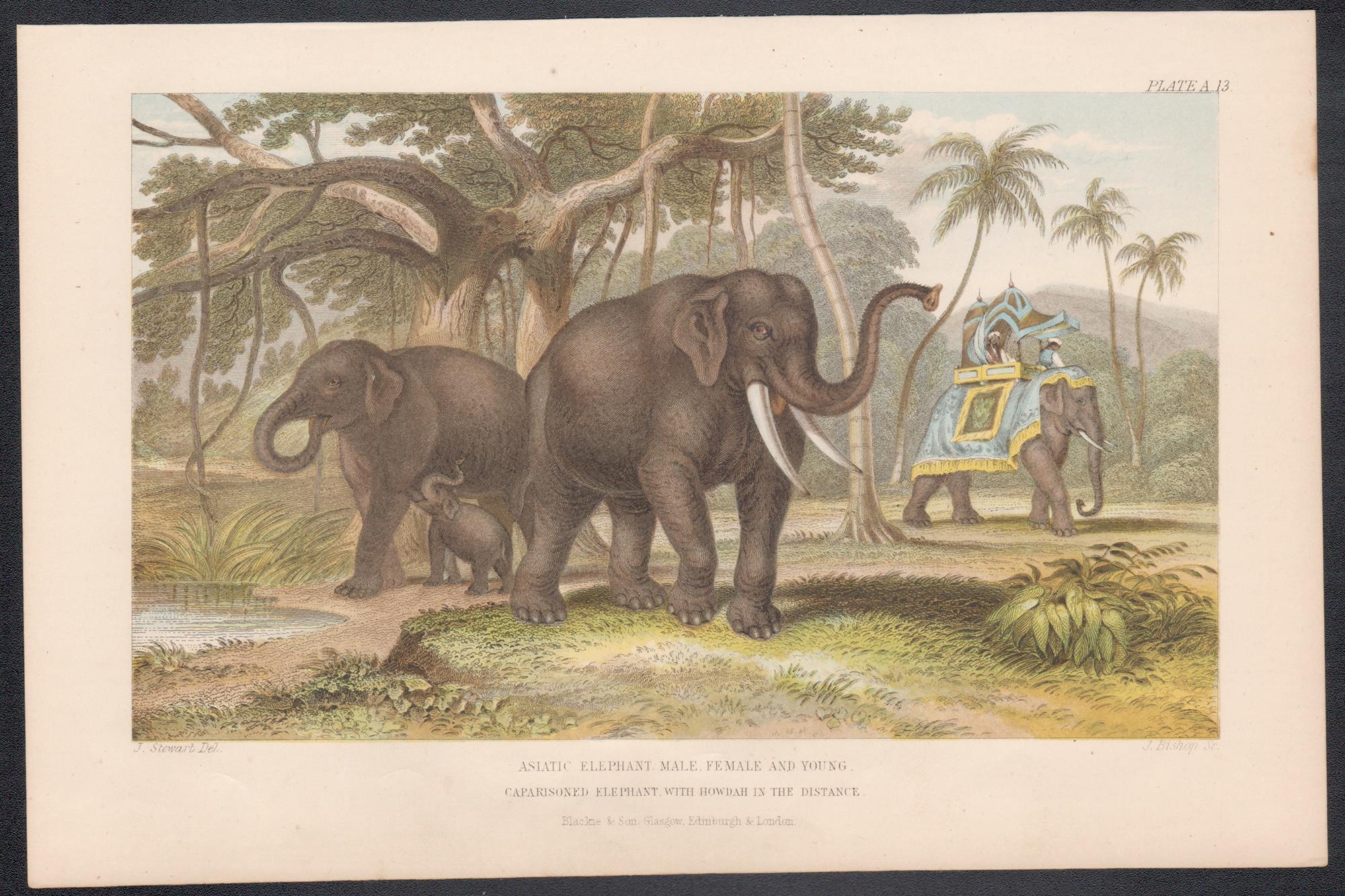 Elefantes asiáticos, grabado animal antiguo inglés, 1879 - Print de James Stewart
