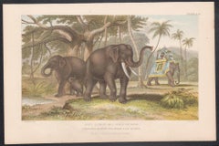 Asiatic Elephants, English antique animal engraving print, 1879