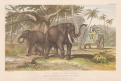 Elefantes asiáticos, grabado animal antiguo inglés, 1879
