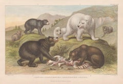 Bears, English antique animal engraving print, 1879 Bears, English antique animal engraving print, 1879