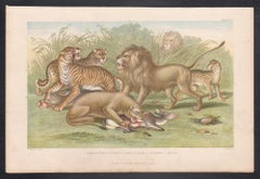 Big Cats, English antique animal lion tiger engraving print, 1879
